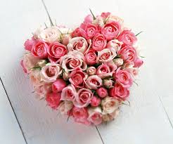 50 pink roses heart