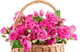 20 pink roses in a basket
