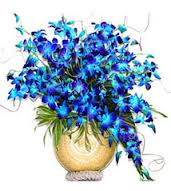 Blue exotic orchids in a vase