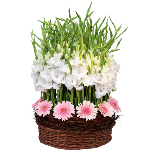 50 gerberas gladioli basket.