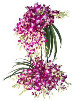 Orchids on a stand