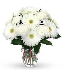 30 white gerberas vase