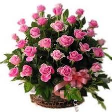 66 Pink roses in a basket