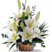 Arrangement of a 6 white Liliums